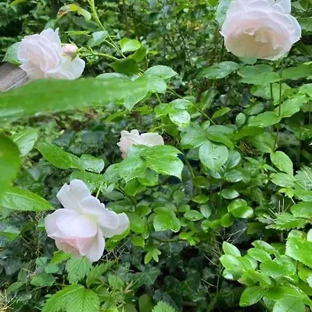 Neroberg 2 Garden Emerald Wiesbaden
